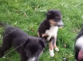 Collie pups 8 weeks old