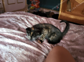 Tortoishell girl