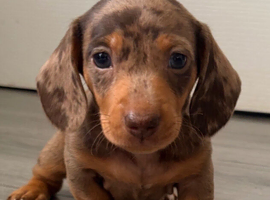 Outstanding chocolate and cream dapple dachshunds