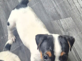 Beautiful short legged Jack russell