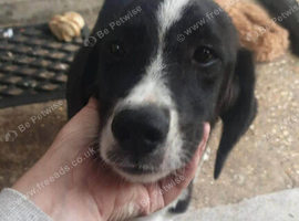 Bingo is looking for his forever home