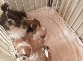 Shih tzu boy