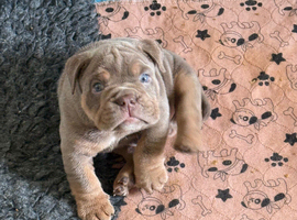 English bulldog puppies