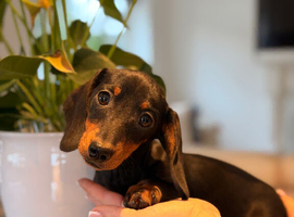 2 x TINY miniature KC dachshund pups ready to go ️
