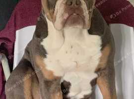 LILAC MALE BEAUTIFUL TEMPERAMENT BOY ENGLISH BULLDOG STUD
