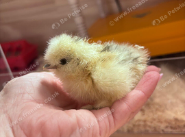3 unsexed silkie chicks