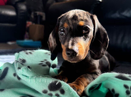 Beautiful miniature dachshund