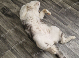 Sad sale British short-hair mix neutered male