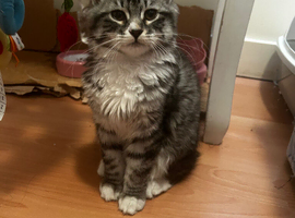 Sibrean girl cat needs re homing asap