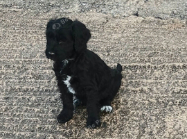 READY NOW F1b SPOODLE GIRLS FROM 5* LICENCED BREEDER