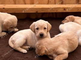 Little Clouds of Personality &ndash; Maltese Puppies