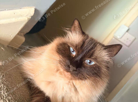 2x Ragdoll females for sale