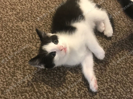 One 9 week old female kitten to be regimes her to brothers have been rehomed very loving and wel handled