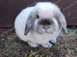 Purebred mini lop buck
