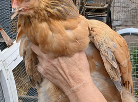 3 chickens available