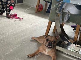 Darcy 2 Year Old Frenchie