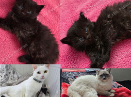 Ragdoll x domestic, 1 Girl available.