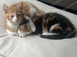 6 kittens forsale