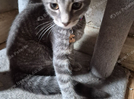 Beautiful Grey Tabby Boy Kitten