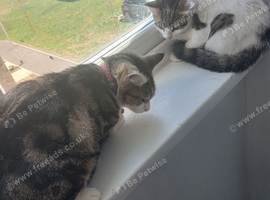 Kitten and adult