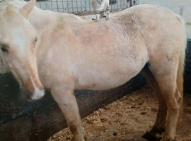 Sec D 2 year old filly lovely nature