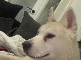 dog needs re homing