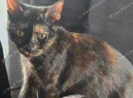 Need re homing asap female cat offers