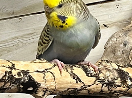 Budgies