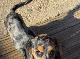 Silver dapple long haired female miniature dachshund