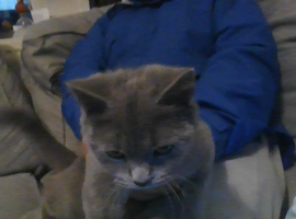 BRITISH SHORTHAIR FOR SALE