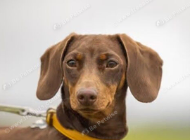 Miniature dachshund boy 4 years old