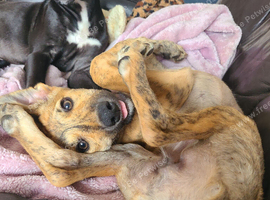 Lurcher puppies for sale
