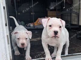 Johnson American Bulldogs