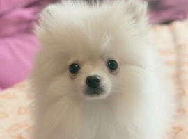 Gorgeous Pomeranian boys
