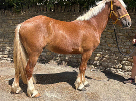 Stunning 14.3 chestnut gelding , supersafe 3 1/2 yr old