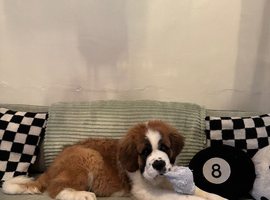 Saint Bernard puppy for sale