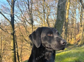 Health tested Ftch line Labrador pups.
