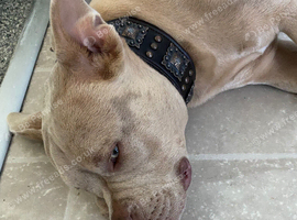 Champagne Merle rare breed bully