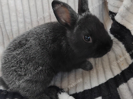 Baby rabbits for sale