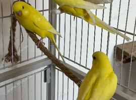 Baby Budgies
