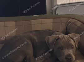 Blue brindle female staffy x puppy
