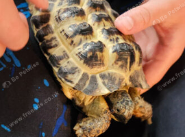 Horsfield Tortoise only no set up