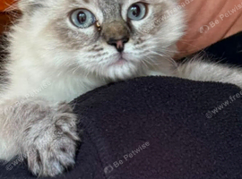 Beautiful ragdoll kittens ready now