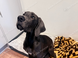 Great Dane female puppy