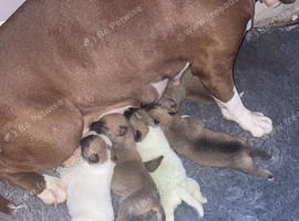 Bullkita puppies