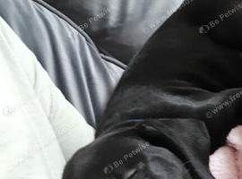 Rico