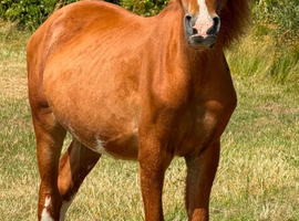 Yearling Welsh C colt
