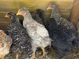 Mix breed chickens