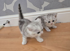 Persian  2 x Male kittens remaining from litter