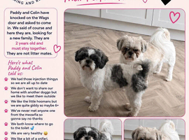 Paddy & Colin- Bonded Pair
